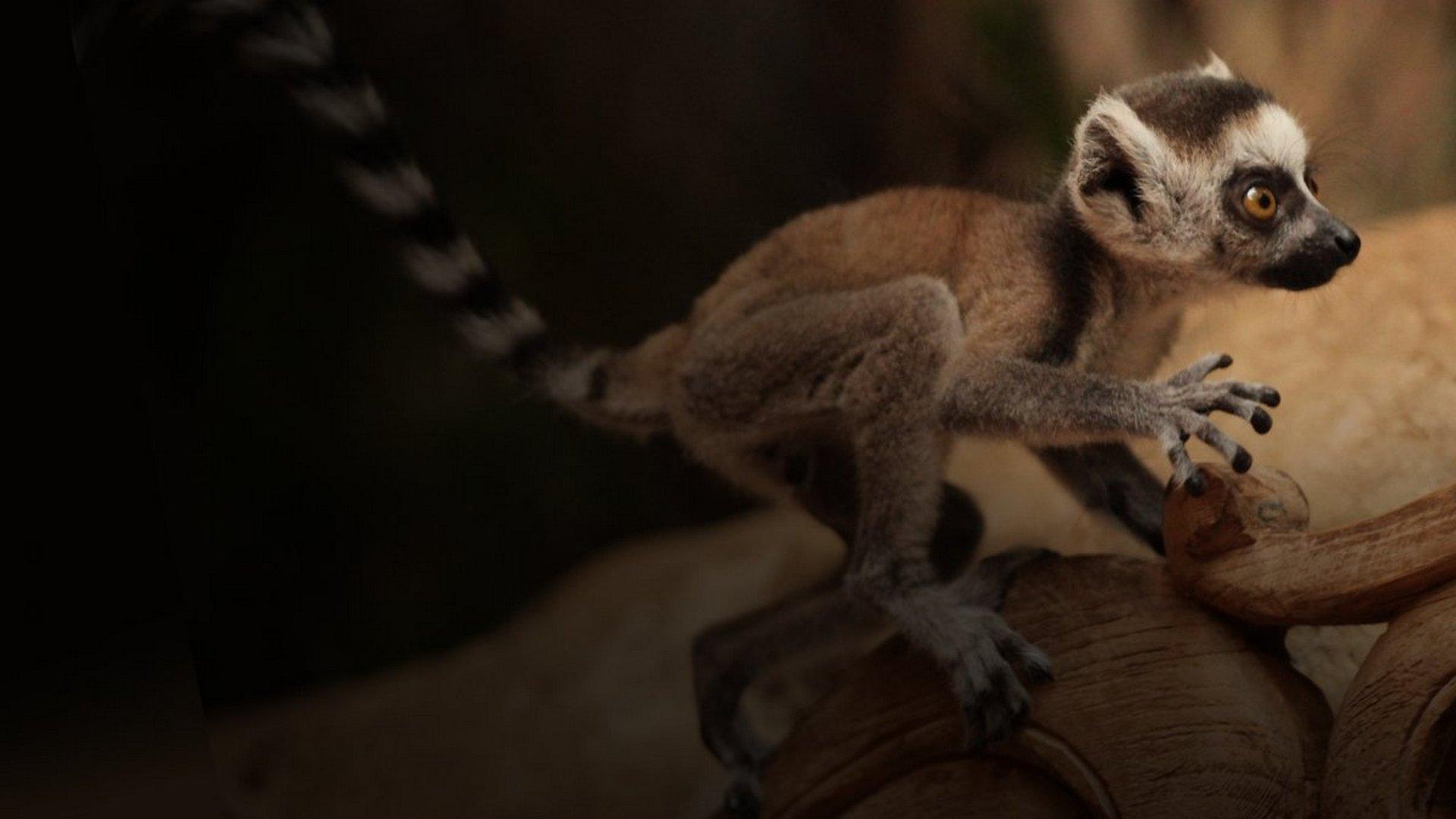 L'école des bébés animaux (lcole-des-bbs-animaux) Познавательное
