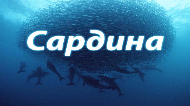 Постер Сардина