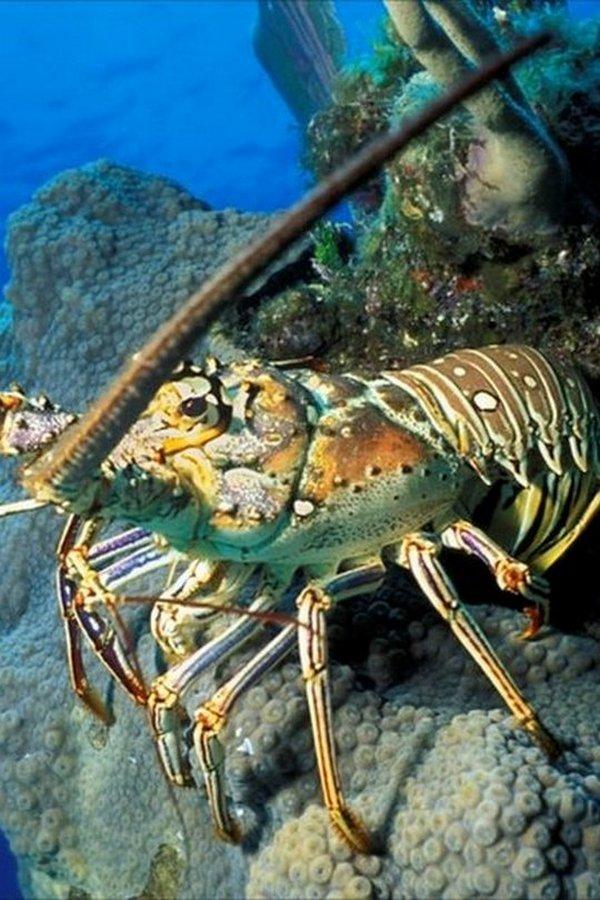 Охотники на гигантских лобстеров (ohotniki-na-gigantskih-lobsterov) Досуг, хобби