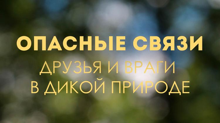 Постер Опасные связи. Друзья и враги в дикой природе