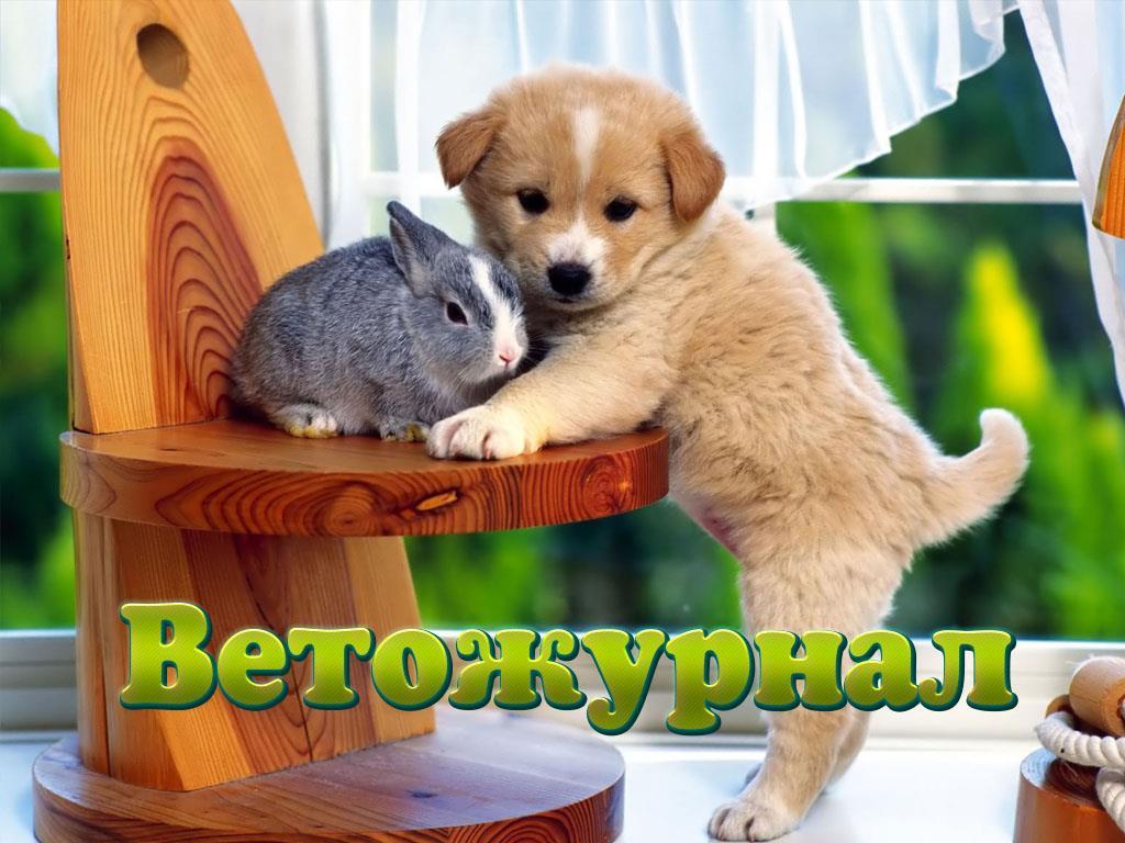 Ветожурнал (vetozhurnal) Документальный сериал