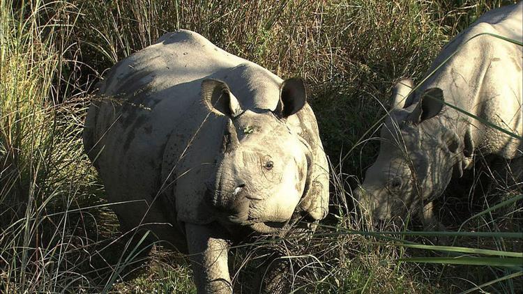 Постер Le retour des rhinocéros indiens