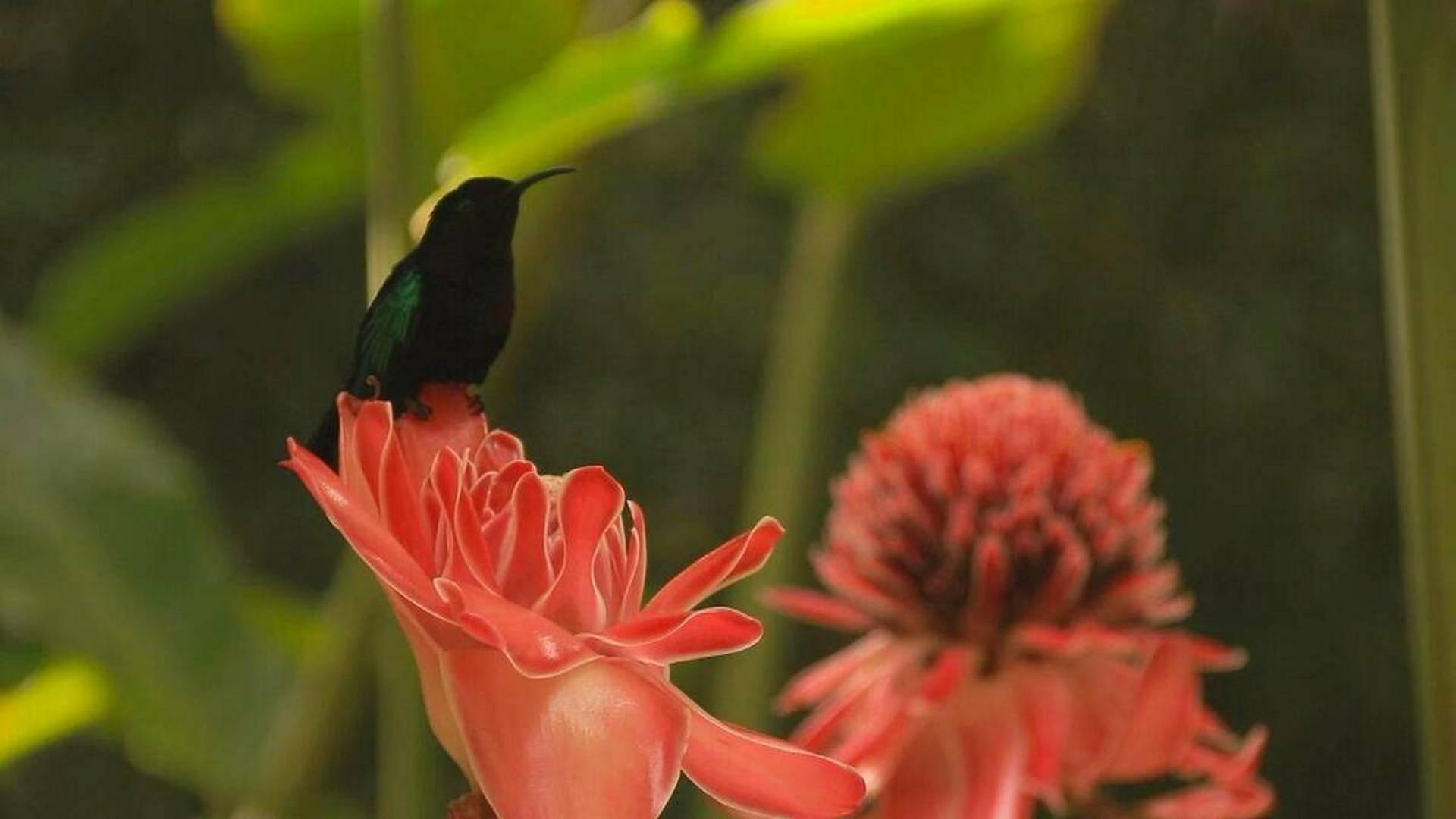 Martinique, l'art des jardins (martinique-lart-des-jardins) Досуг, хобби