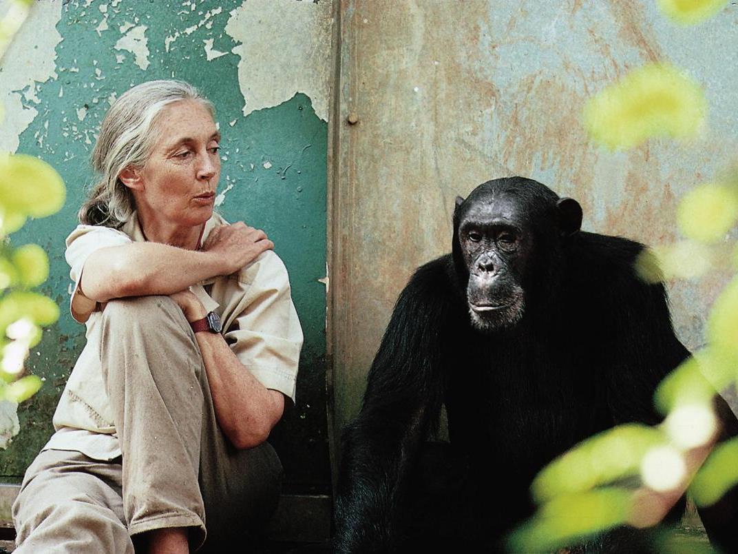 «Почти как люди» с Джейн Гудалл (pochti-kak-ljudi-s-dzhejn-gudall) Документальный сериал