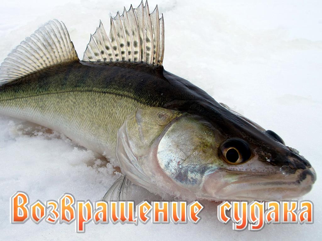 Возвращение судака (vozvraschenie-sudaka) Документальный фильм