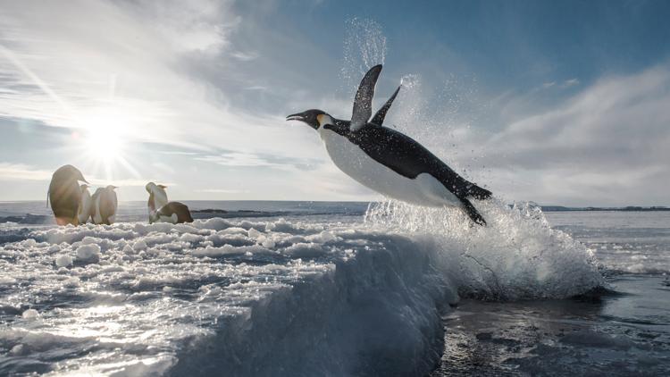 Постер Antarctica, sur les traces de l'empereur