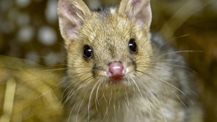 Постер La ferme des chats marsupiaux : Un refuge en Tasmanie