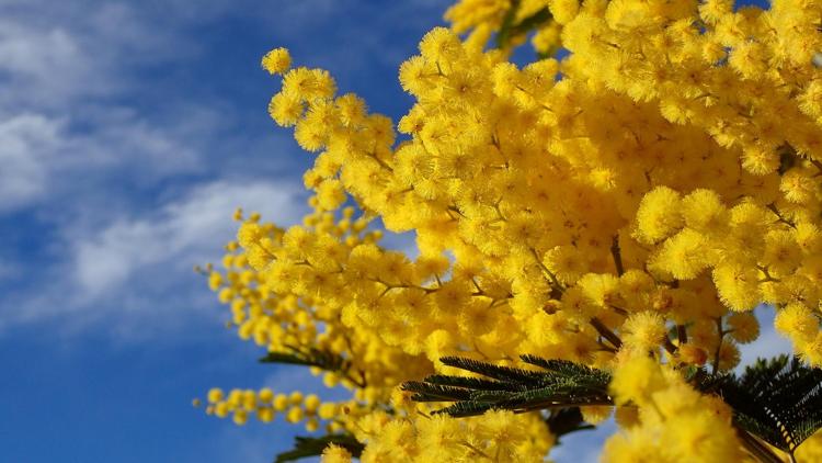 Постер Mimose — die Frühlingsbotin