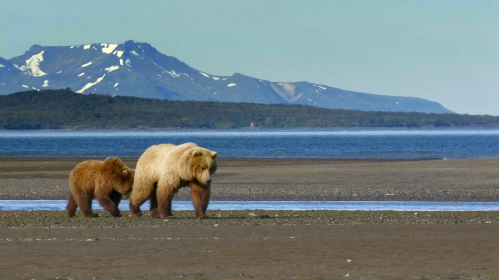 Wild Alaska (wild-alaska) Документальный фильм