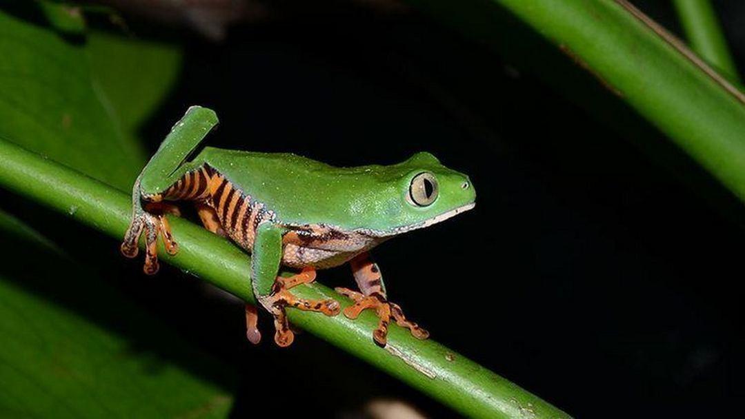 Fabulous Frogs (fabulous-frogs) Познавательное