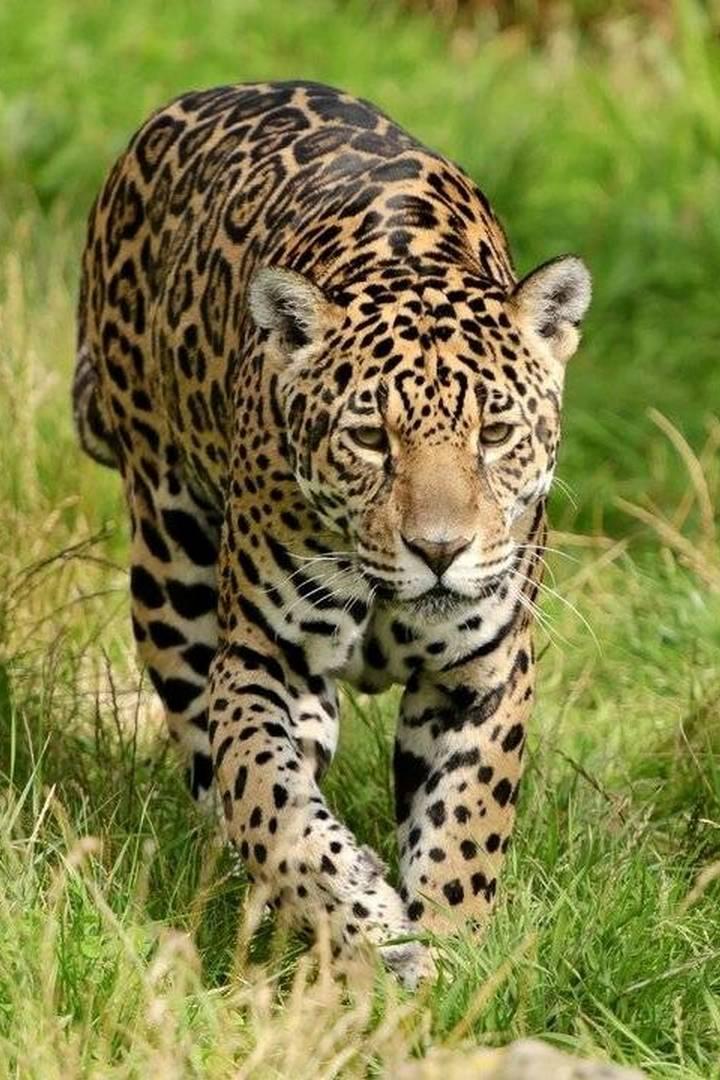Les jaguars du Pantanal (les-jaguars-du-pantanal) Документальный фильм