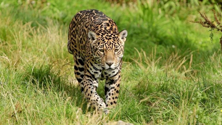 Постер Les jaguars du Pantanal