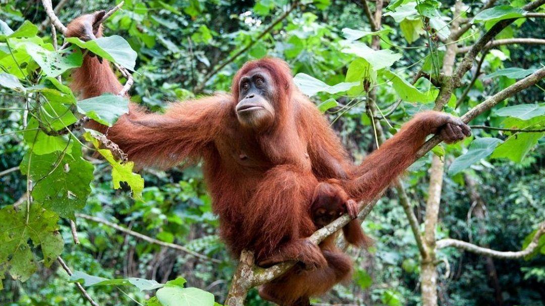 Orangs-outans, la liberté retrouvée (orangs-outans-la-libert-retrouve) Документальный фильм
