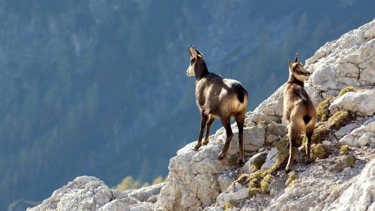 Постер Wildes Wasser, blanker Fels – Nationalpark Gesäuse