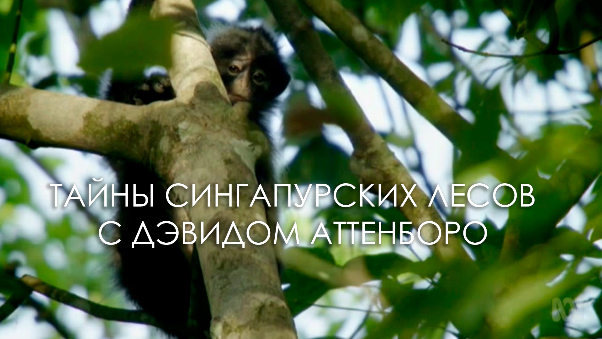 Тайны сингапурских лесов с Дэвидом Аттенборо (tajny-singapurskih-lesov-s-devidom-attenboro) Документальный фильм