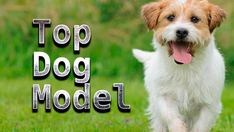 Постер Top Dog Model