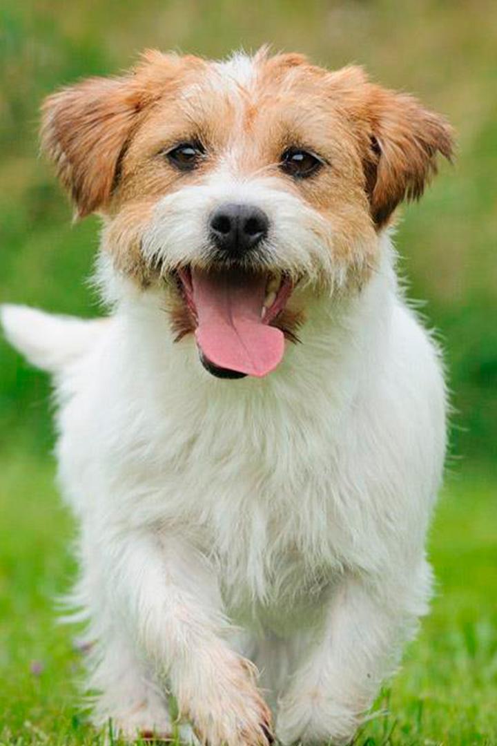 Top Dog Model (top-dog-model) Реалити-шоу