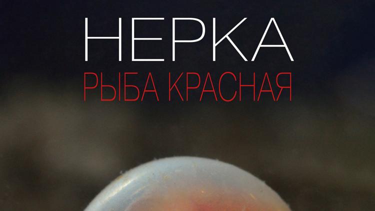 Постер Нерка. Рыба красная