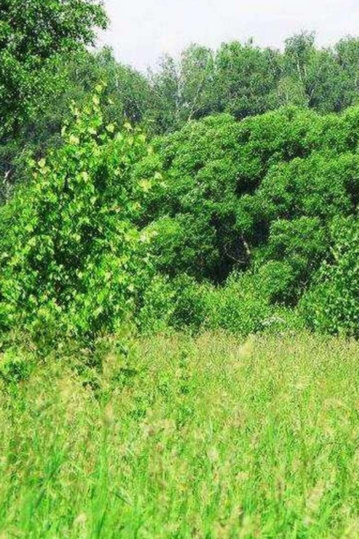 Лесная поляна (lesnaja-poljana) Досуг, хобби