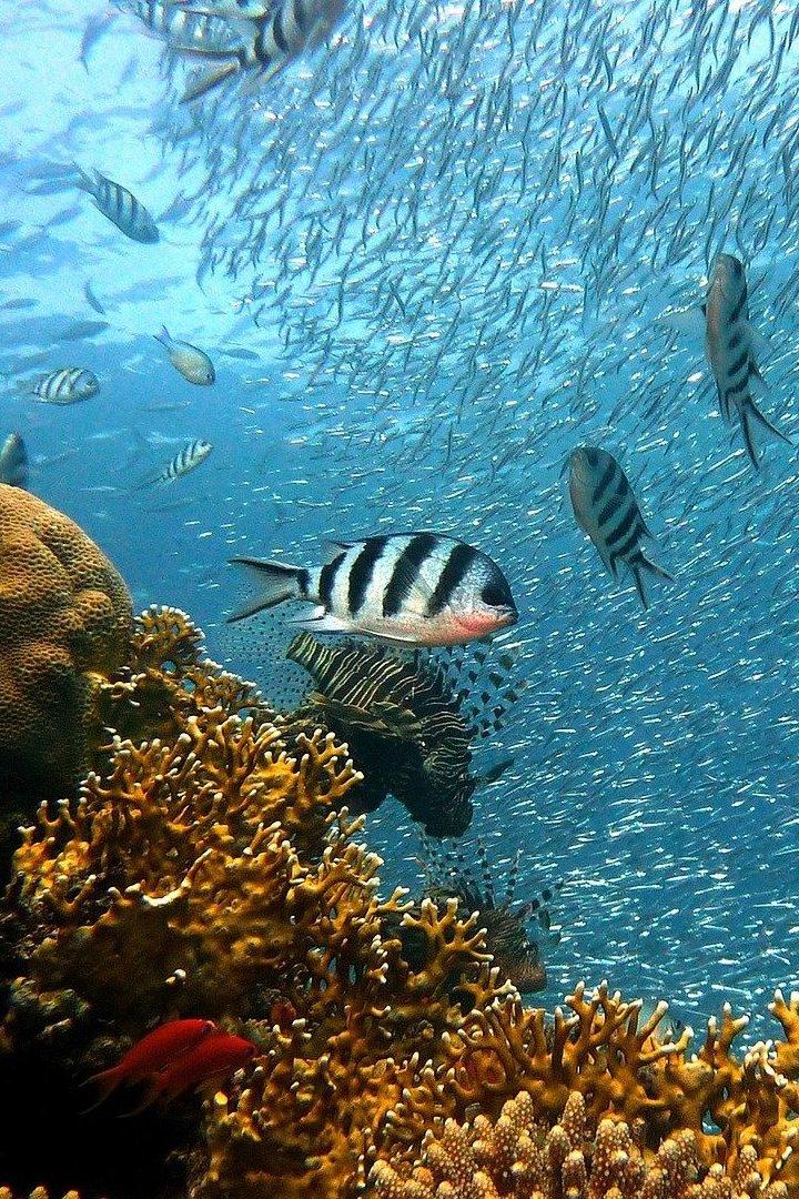 La gran barrera de coral (la-gran-barrera-de-coral) Познавательное