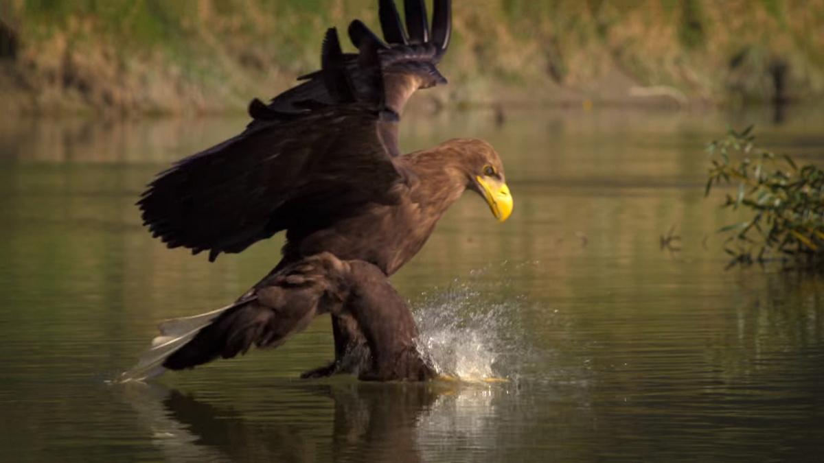 Amur-Asiens Amazonas (amur-asiens-amazonas) Документальный сериал