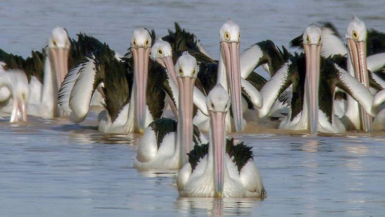 Постер Le voyage des pélicans: Un mystère dans l'Outback australien