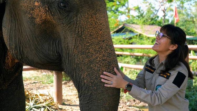 Постер Thaïlande, un festival de couleurs