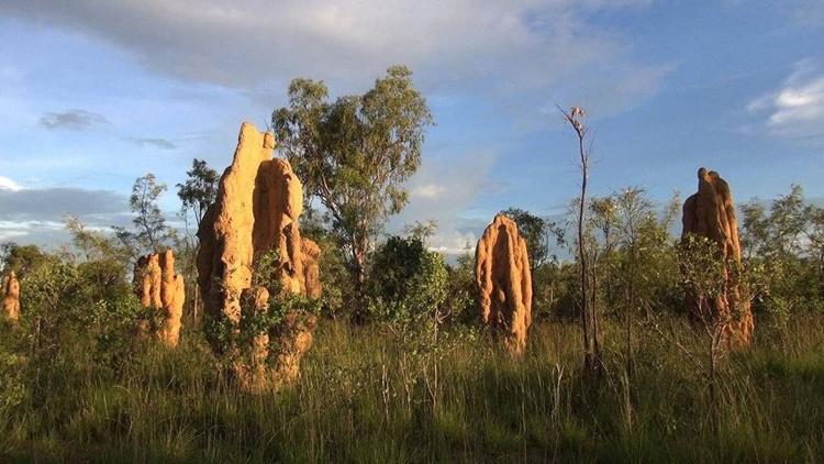 Постер Les termites bâtisseurs