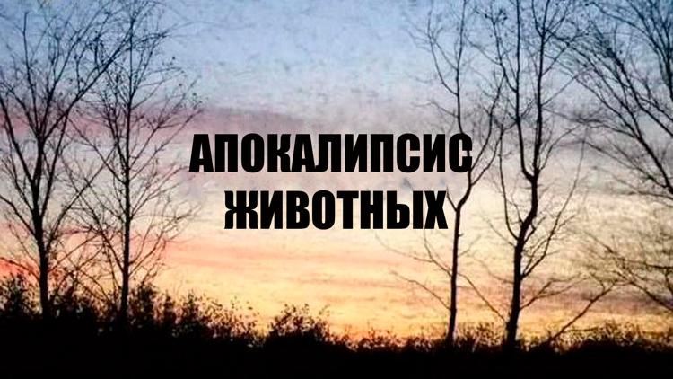 Постер Апокалипсис животных