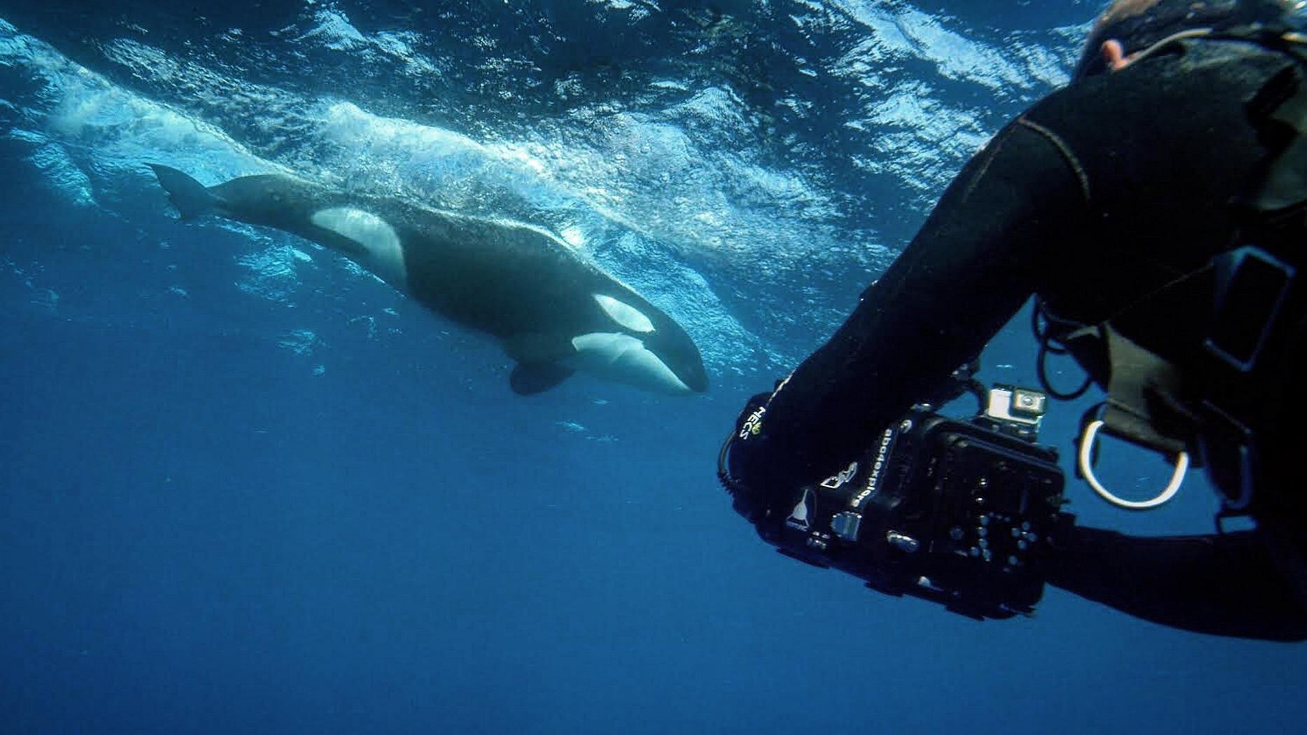 Кто убил большую белую? (kto-ubil-bolshuju-beluju) Познавательное