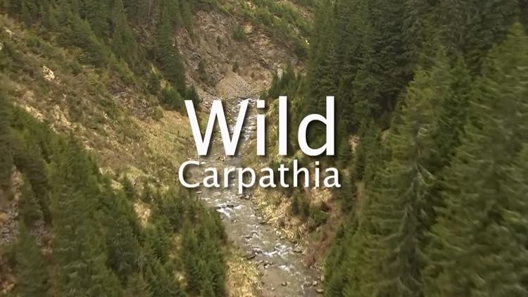 Постер Wild Carpathia