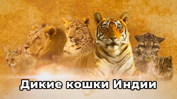 Постер Дикие кошки Индии