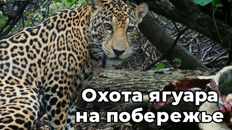 Постер Охота ягуара на побережье