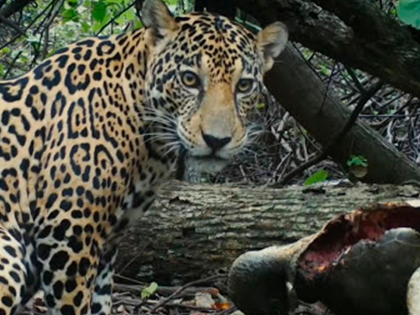 Охота ягуара на побережье (ohota-jaguara-na-poberezhe) Документальный фильм