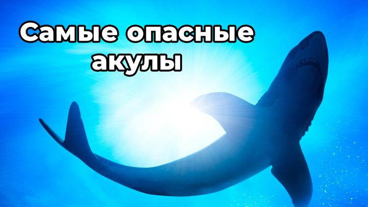 Постер Самые опасные акулы