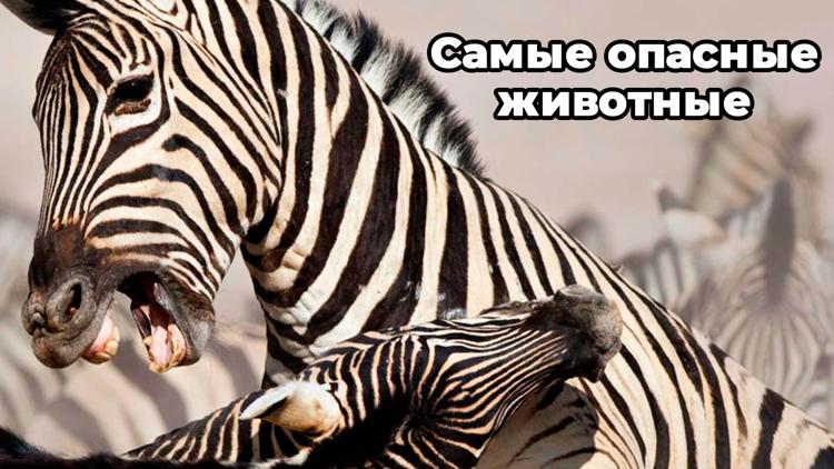 Постер Самые опасные животные