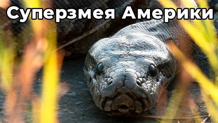 Постер Суперзмея Америки