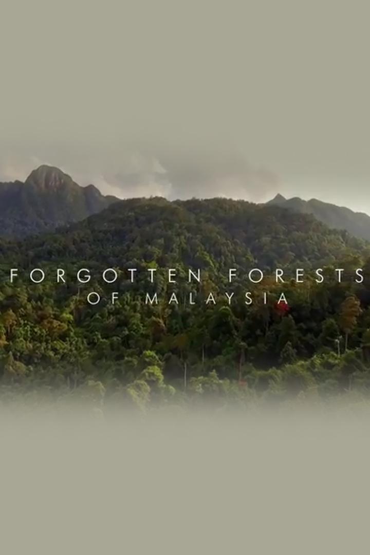 Forgotten Forests of Malaysia (forgotten-forests-of-malaysia) Познавательное