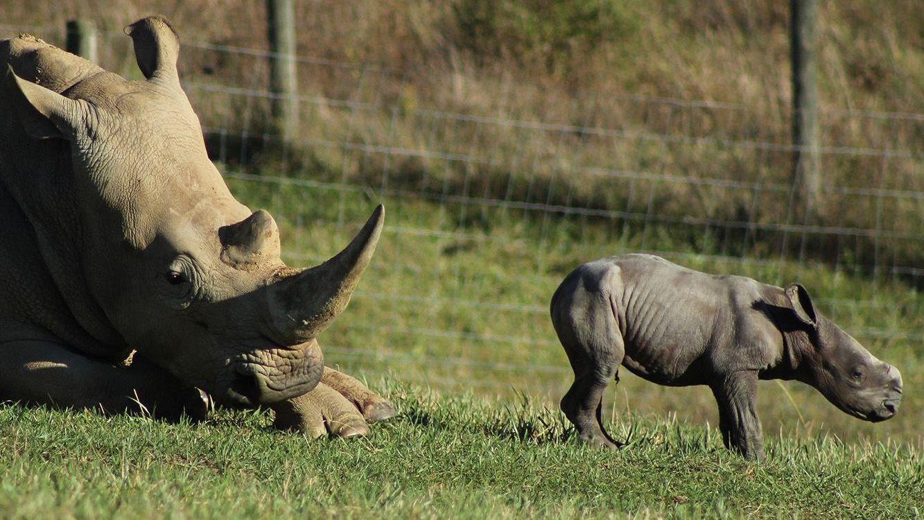 Секреты зоопарка: Северная Каролина (sekrety-zooparka-severnaja-karolina) Документальный сериал