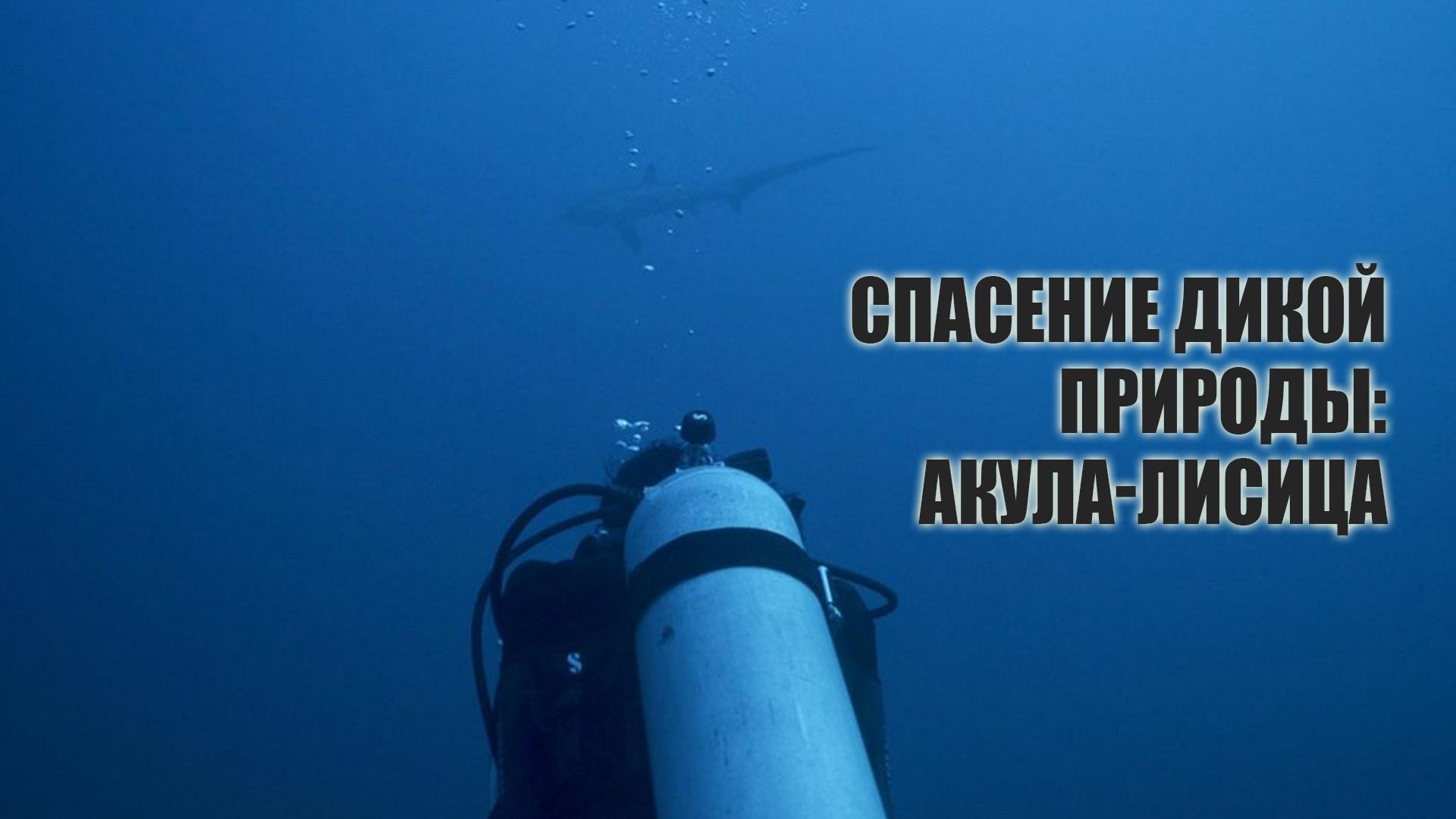 Спасение дикой природы: акула-лисица (spasenie-dikoj-prirody-akula-lisitsa) Документальный фильм