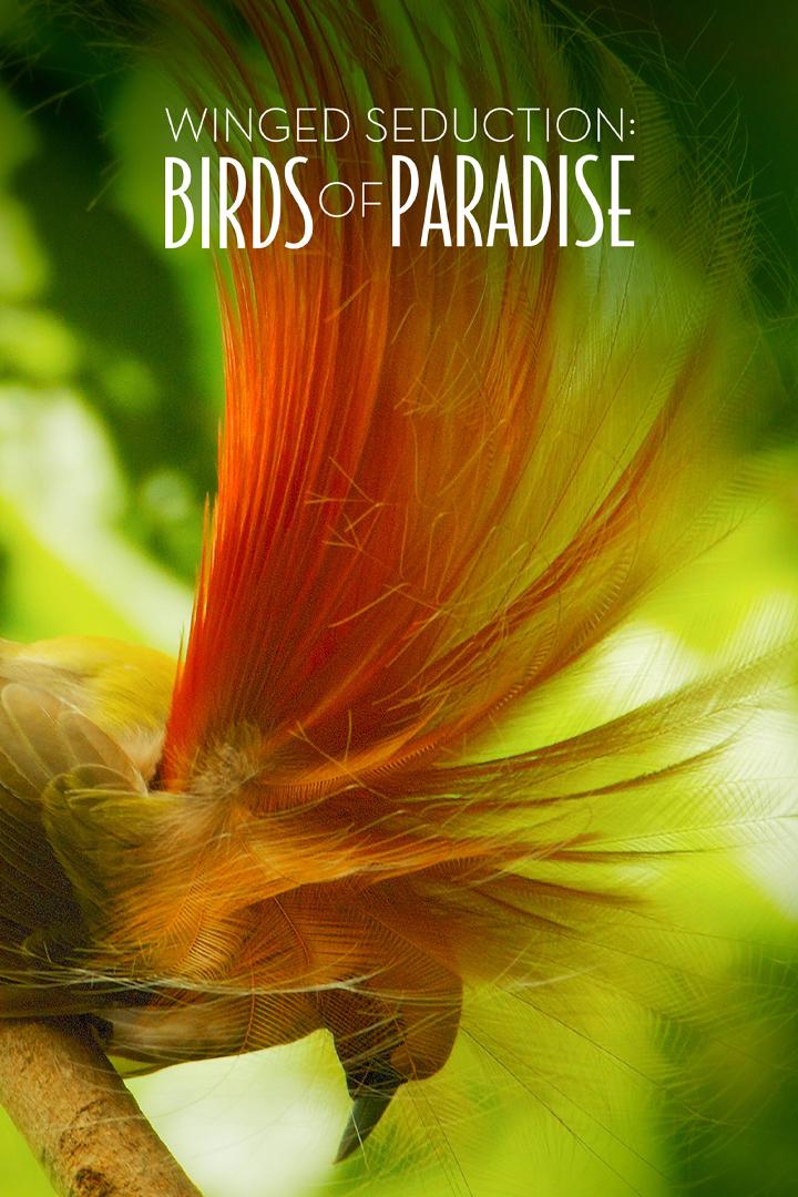 Winged Seduction: Birds of Paradise (winged-seduction-birds-of-paradise) Документальный фильм