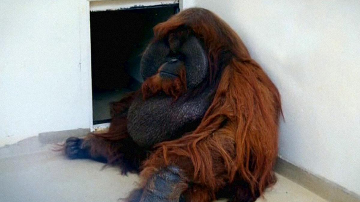 Моя дикая привязанность (moja-dikaja-privjazannost) Документальный сериал