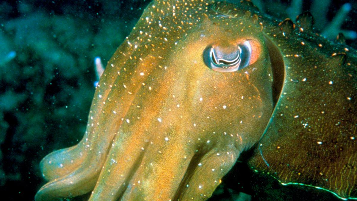 Тасмания (tasmanija) Документальный фильм