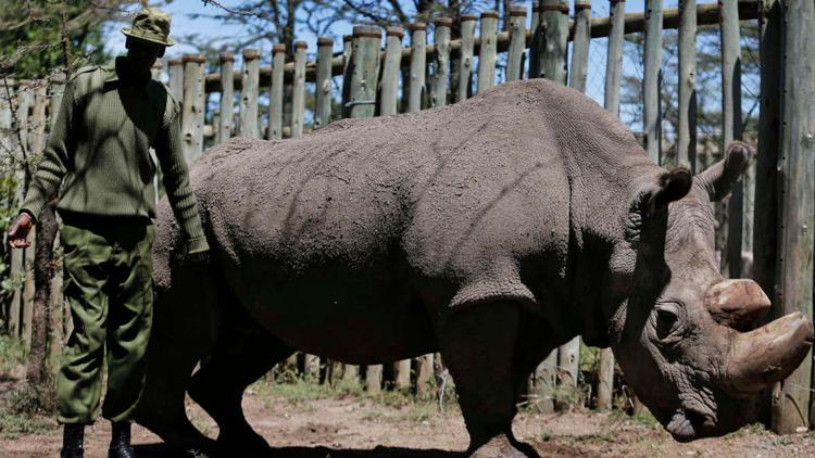 Постер Le dernier rhinocéros