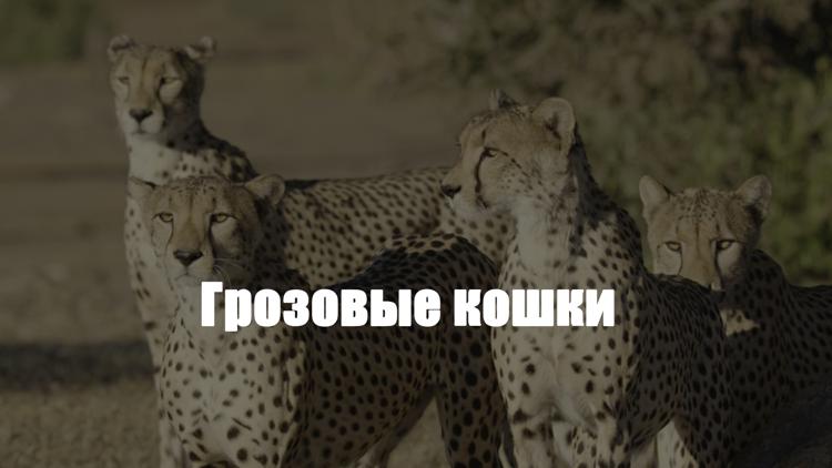 Постер Грозовые кошки