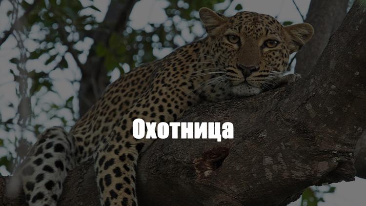 Постер Охотница