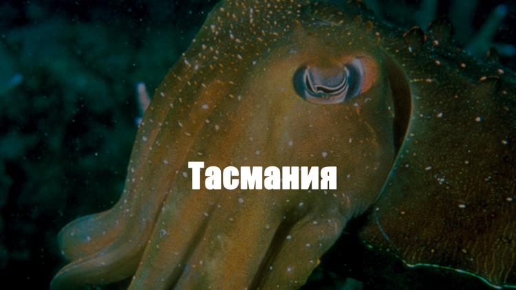 Постер Тасмания