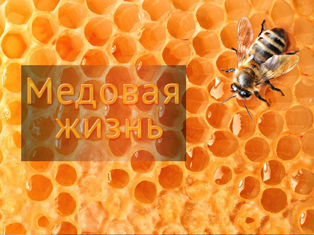 Медовая жизнь (medovaja-zhizn) Документальный фильм