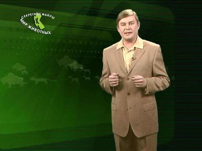Секретные файлы. Мир животных (sekretnye-fajly-mir-zhivotnyh) Познавательное