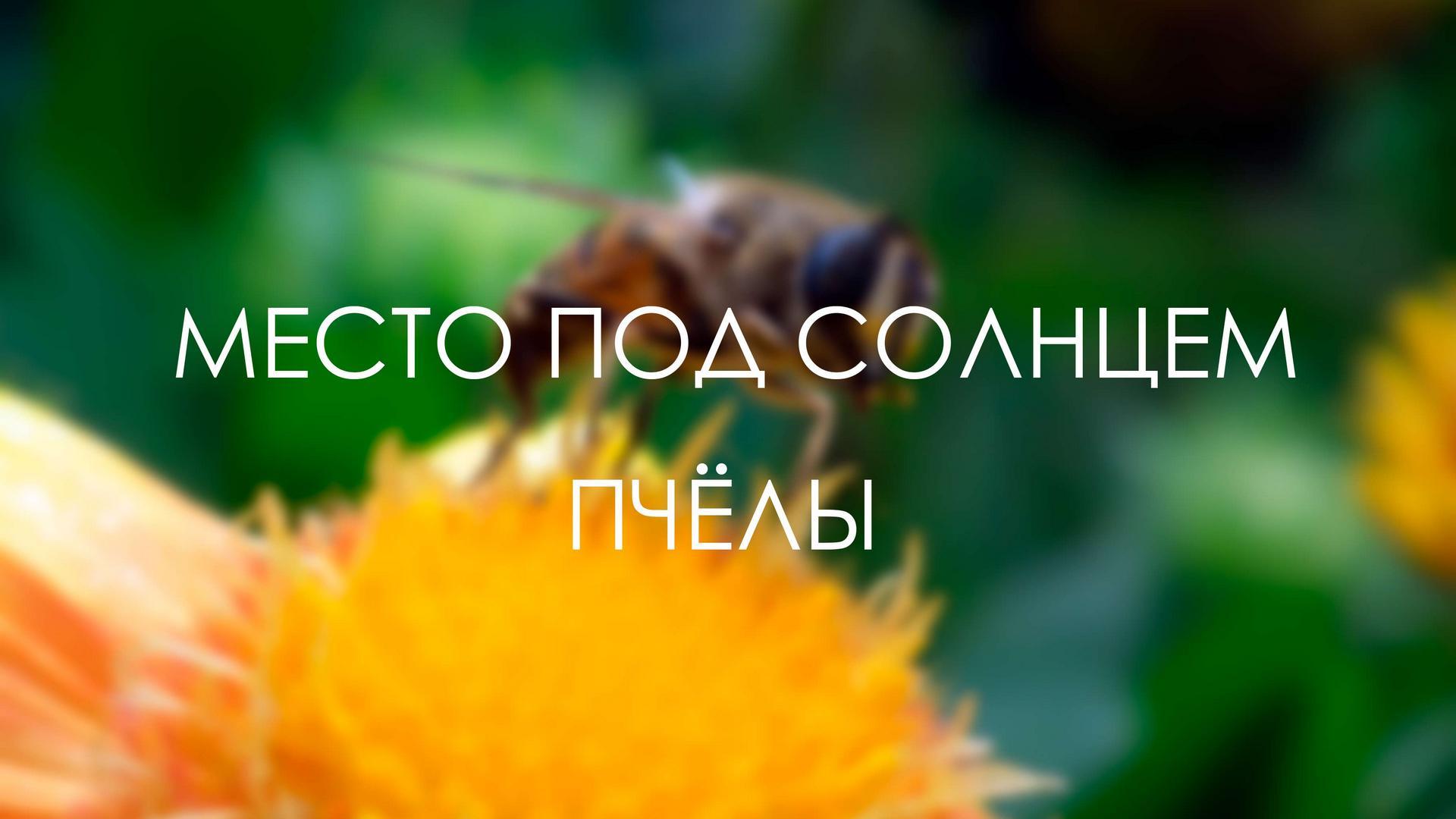 Место под солнцем. Пчёлы (mesto-pod-solntsem-pchely) Документальный фильм